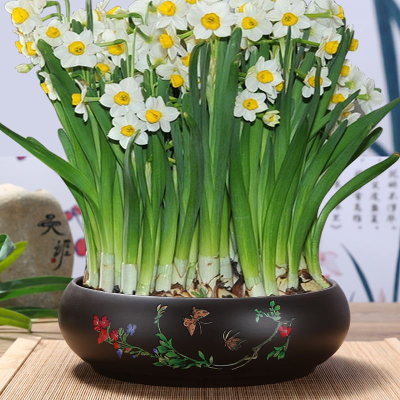 花盆陶瓷盆景水培花盆多肉碗莲富贵竹紫砂花盆大号
