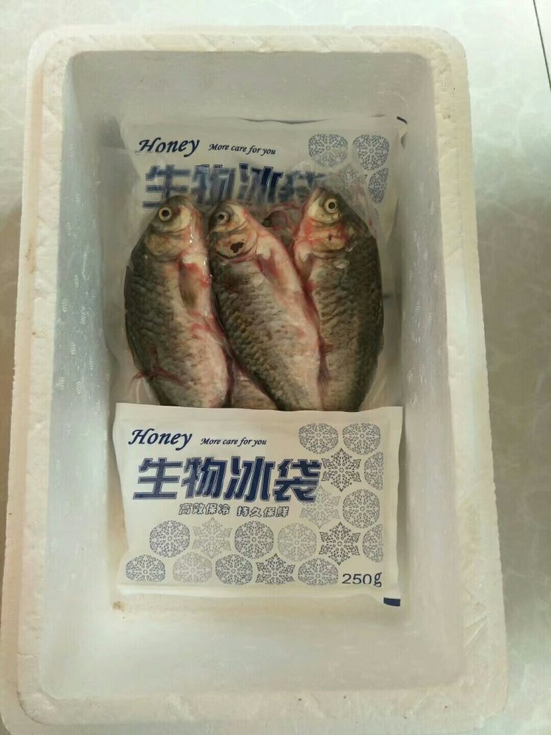潮白河野生鲫鱼