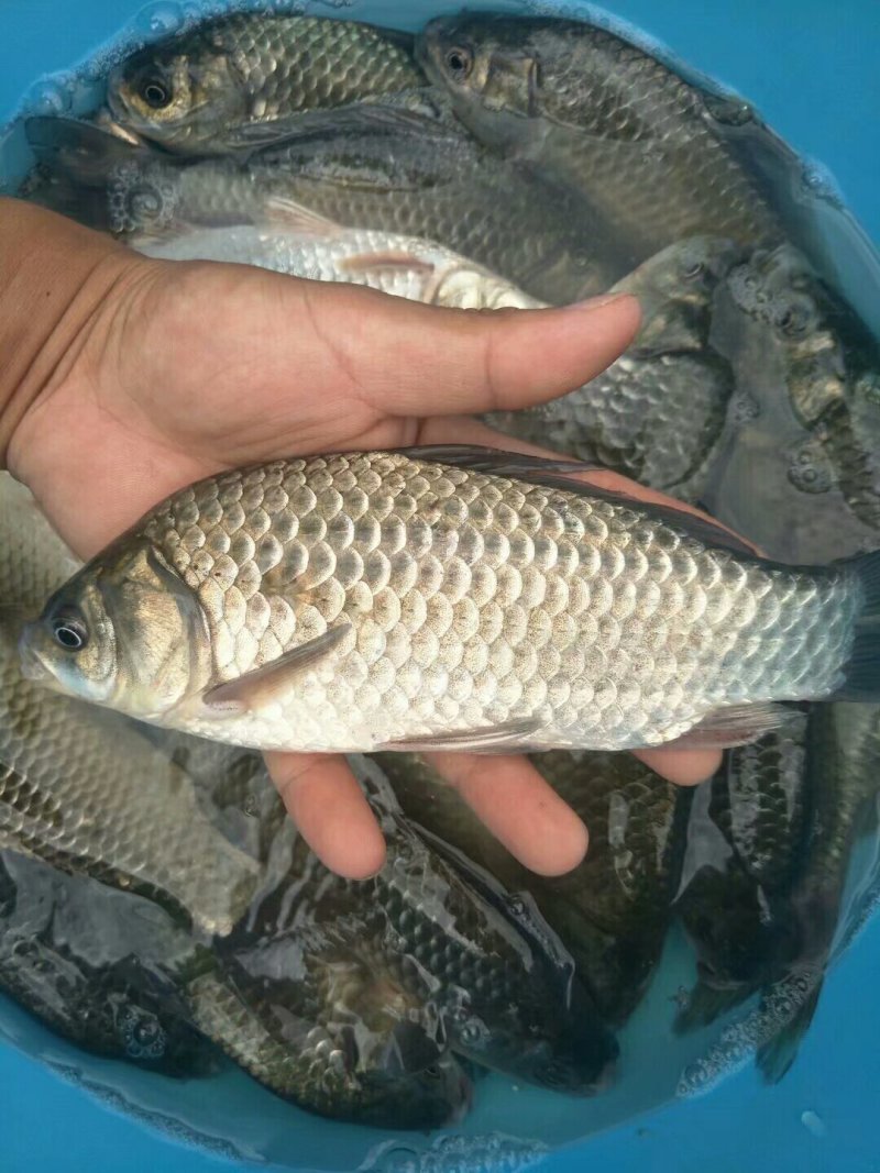 潮白河野生鲫鱼