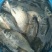 潮白河野生鲫鱼