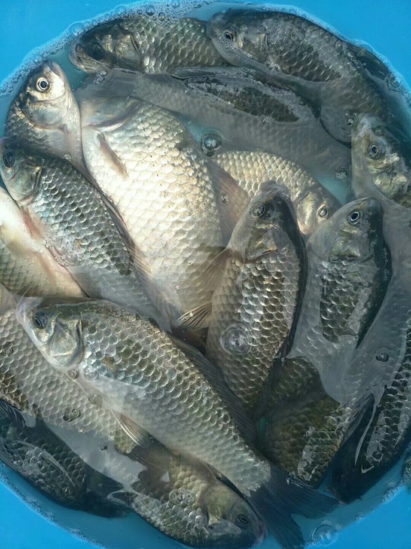 潮白河野生鲫鱼