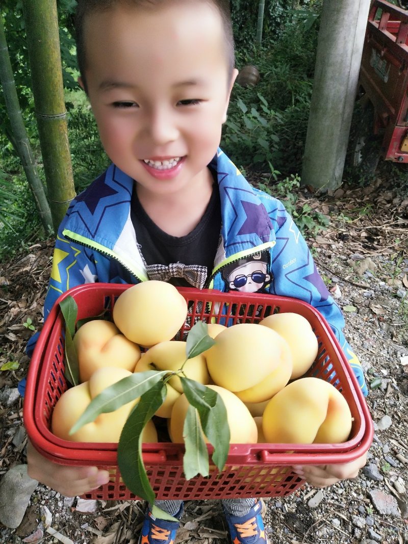 炎陵锦绣黄桃