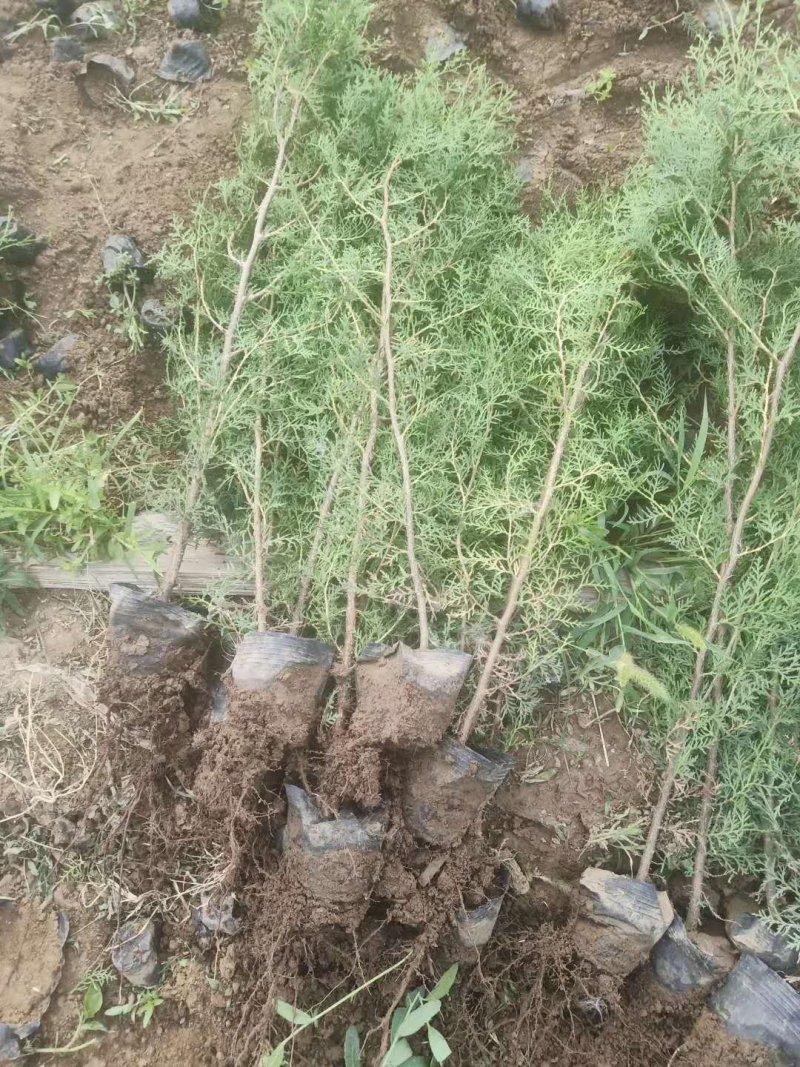 工程绿化苗木侧柏，龙柏，沙地柏，铺地柏，趴地柏