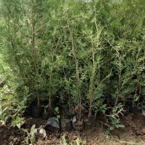 工程绿化苗木侧柏，龙柏，沙地柏，铺地柏，趴地柏