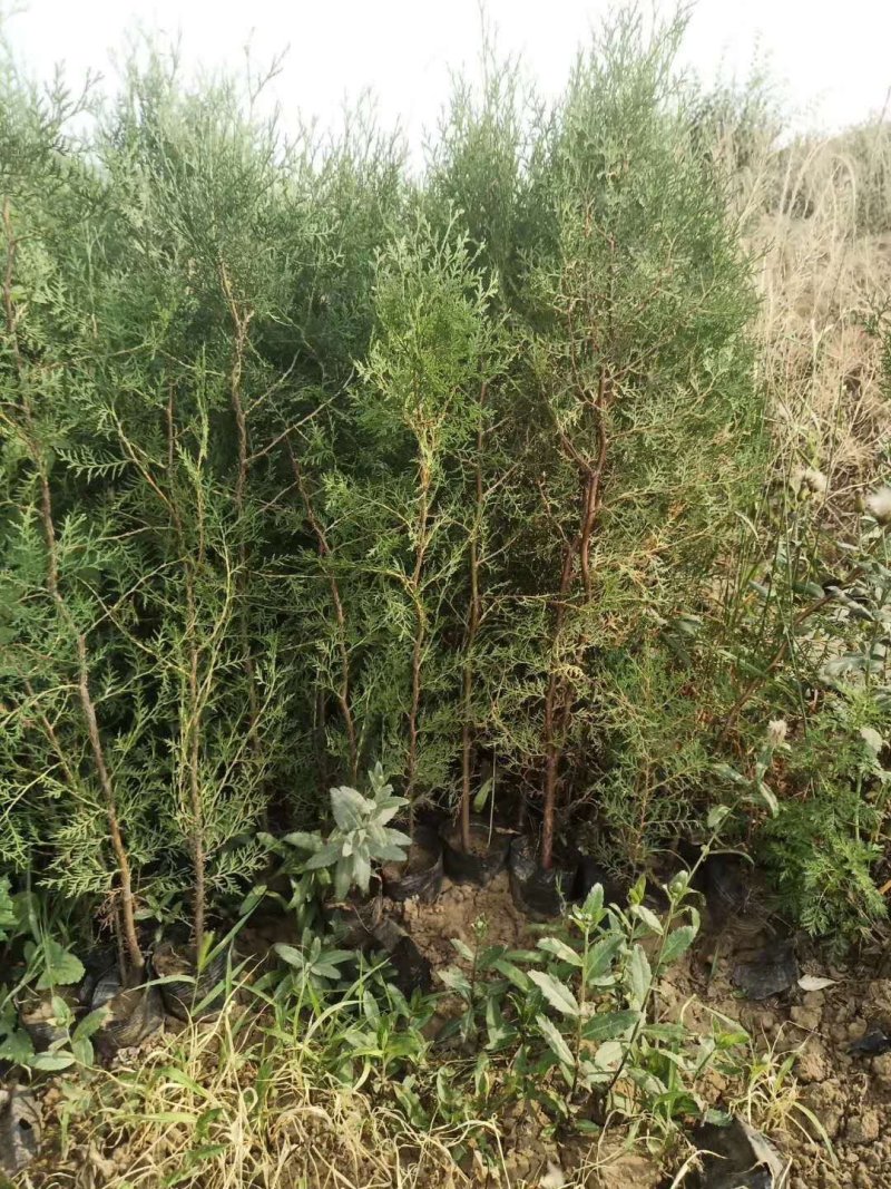 工程绿化苗木侧柏，龙柏，沙地柏，铺地柏，趴地柏