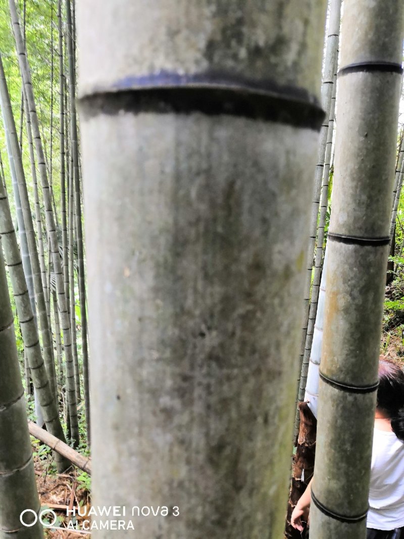 三年以上的毛竹，够厚，够直！另外有多种绿化树