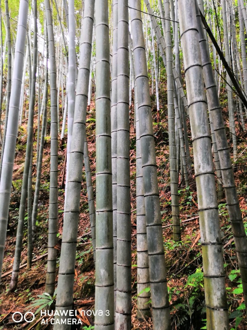 三年以上的毛竹，够厚，够直！另外有多种绿化树