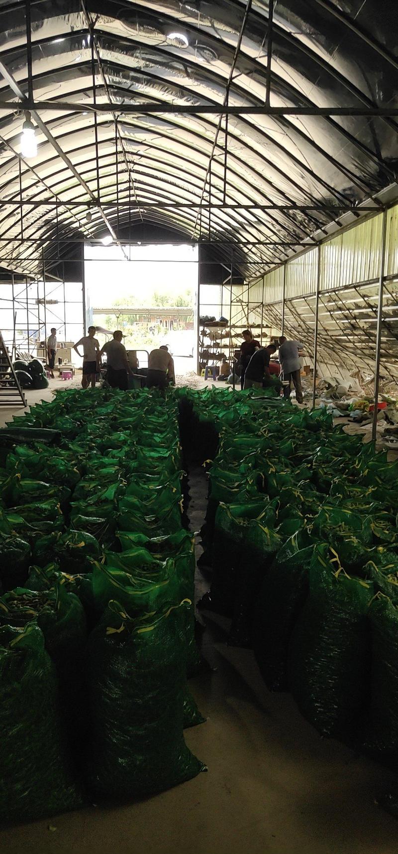 芜湖，沈鲜豆毛豆18~24克，大棚种植，现采现摘，