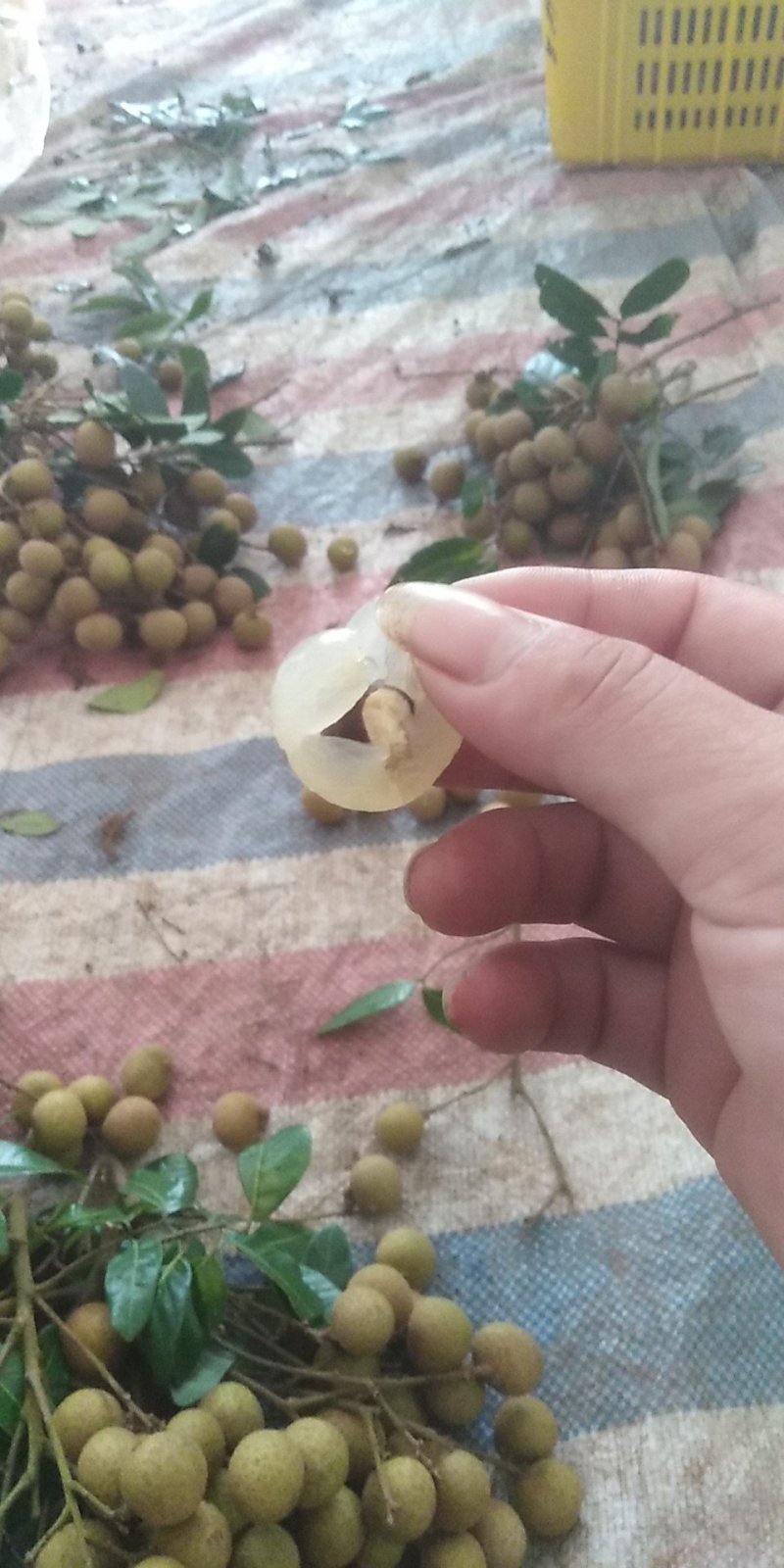 龙眼
