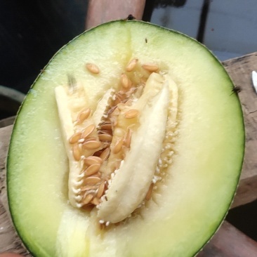 网纹香瓜