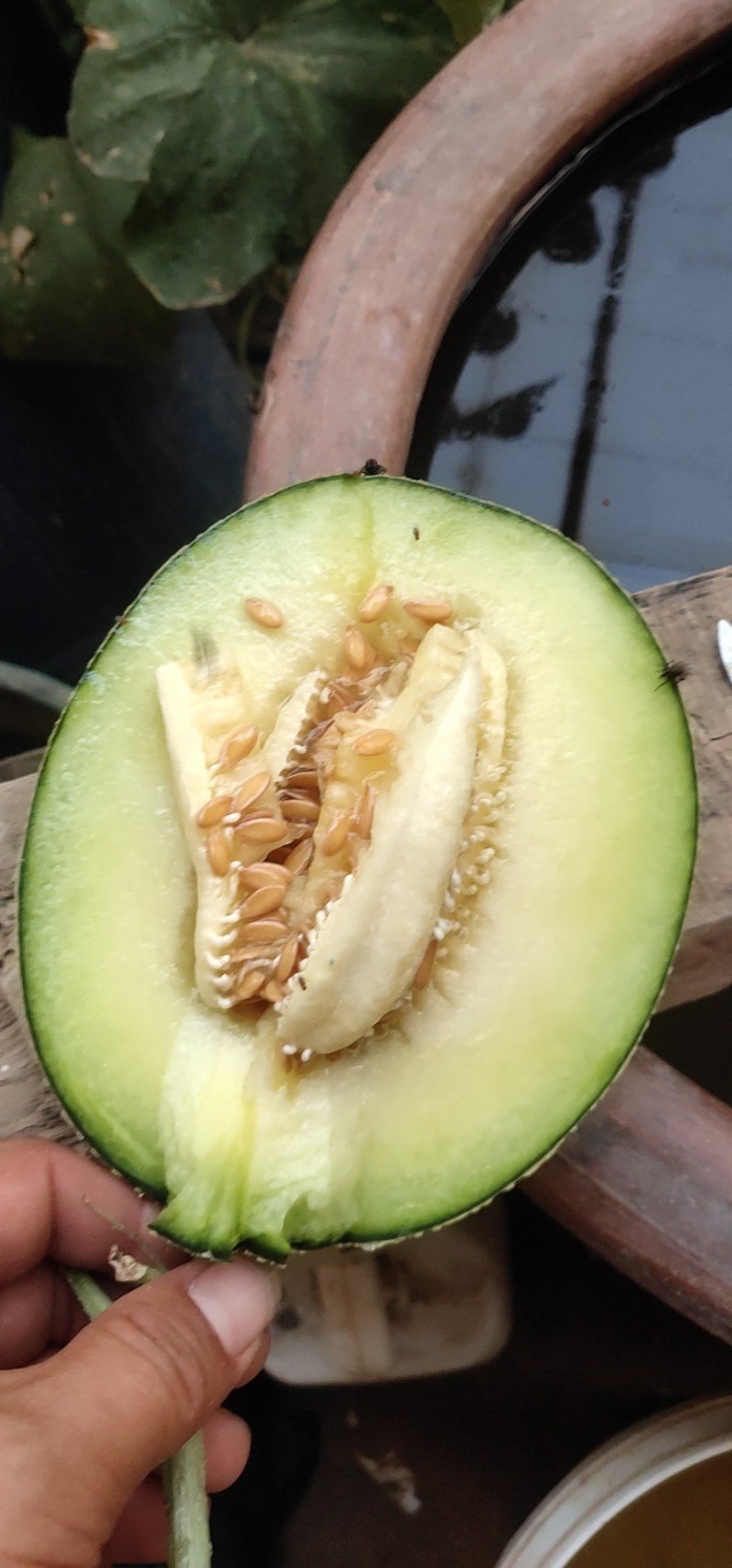 网纹香瓜