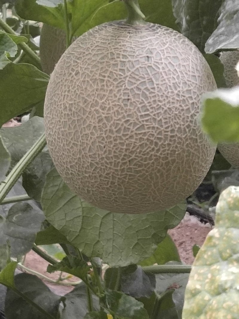 网纹香瓜
