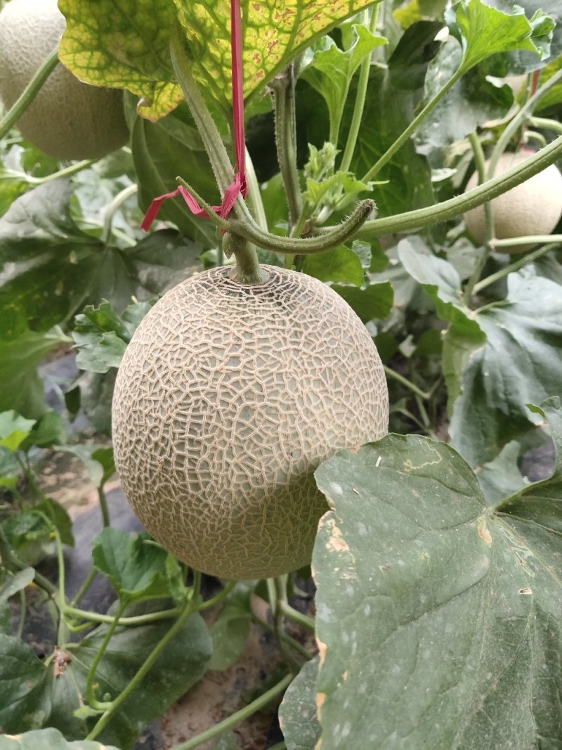 网纹香瓜