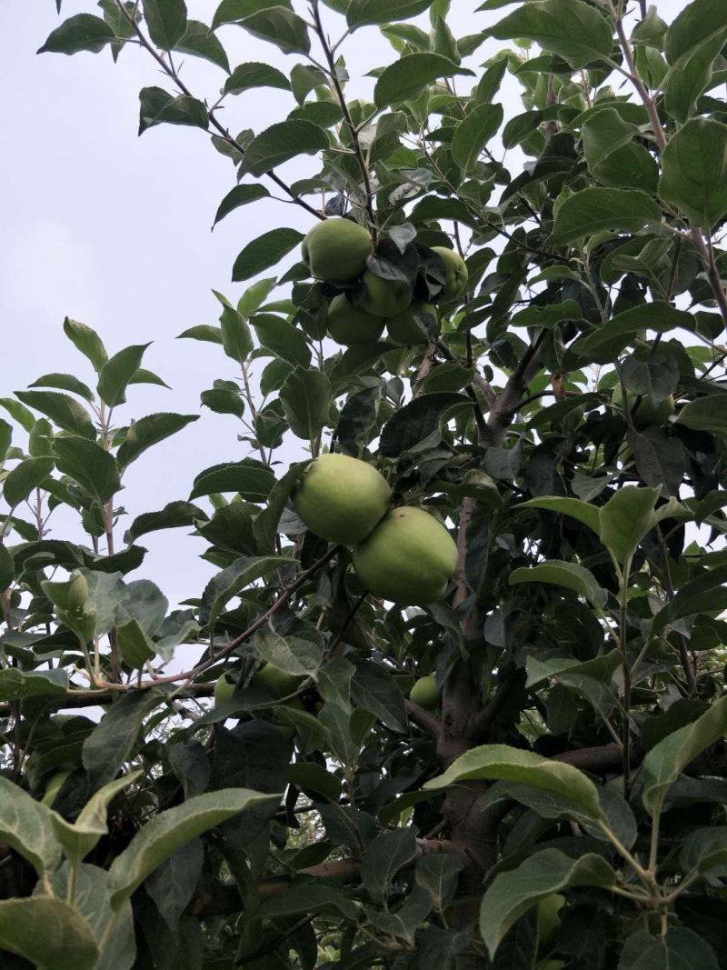 山东青苹果