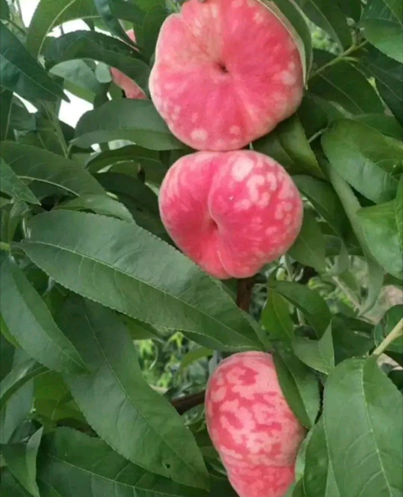 新疆蟠桃包甜