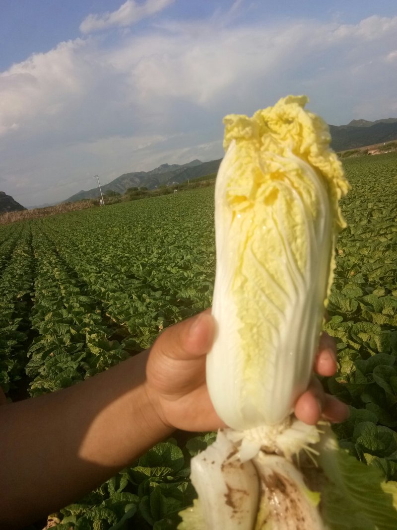 娃娃菜