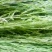百蕊草(干货野生，带有沫子的通货)