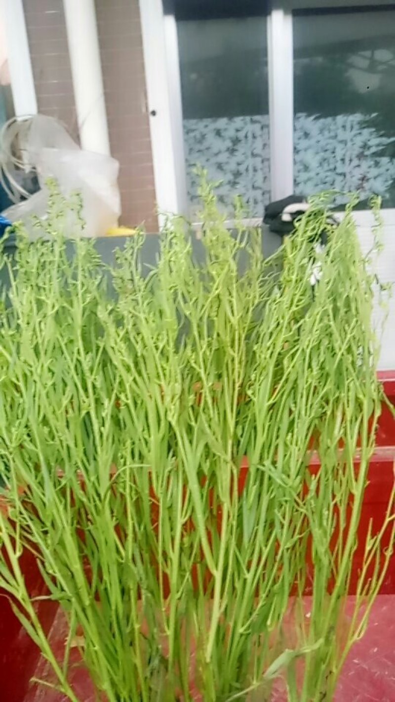 百蕊草(干货野生，带有沫子的通货)