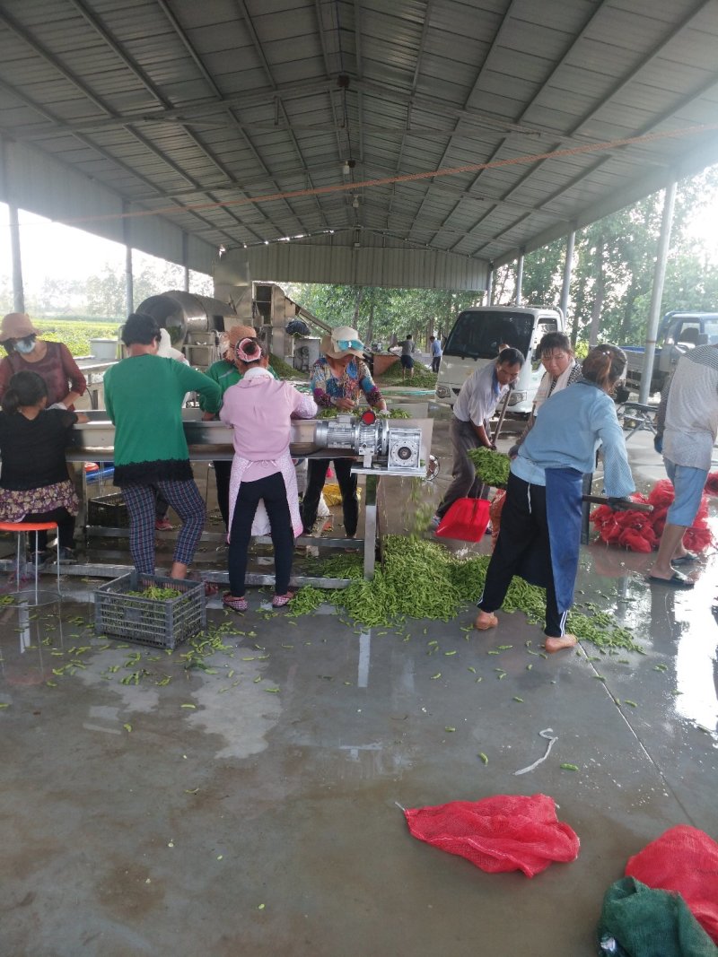 毛豆～精品翠绿宝～标准包精品-代发全国，基地货市场货