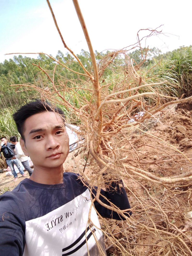 正宗广西五指毛桃根！品质是我的宗旨！请广大客户放心购买！