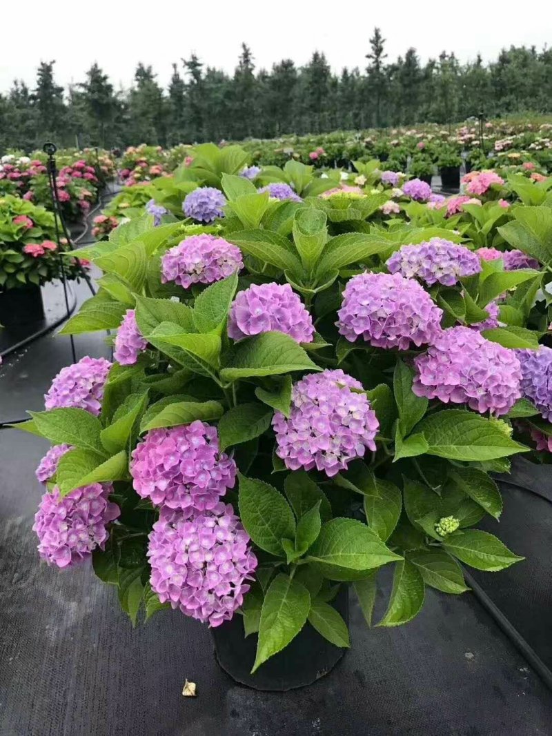 绣球小苗
