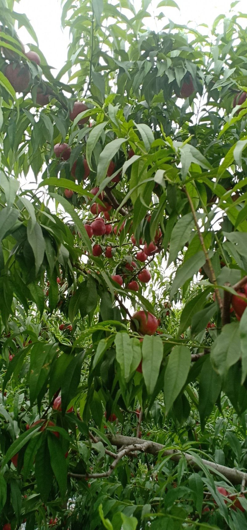 中油油桃，红皮黄肉糖度适可，口感佳