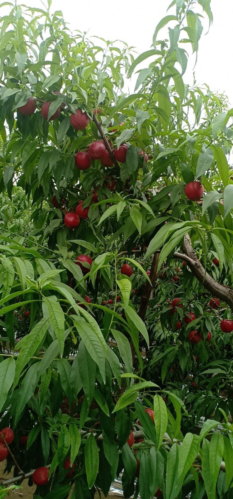 中油油桃，红皮黄肉糖度适可，口感佳