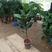 琴叶榕盆栽室内大型植物客厅大叶绿植盆栽净化空气吸除甲