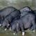【包运输】原种太湖母猪，品种纯正，产子大王，成活率高