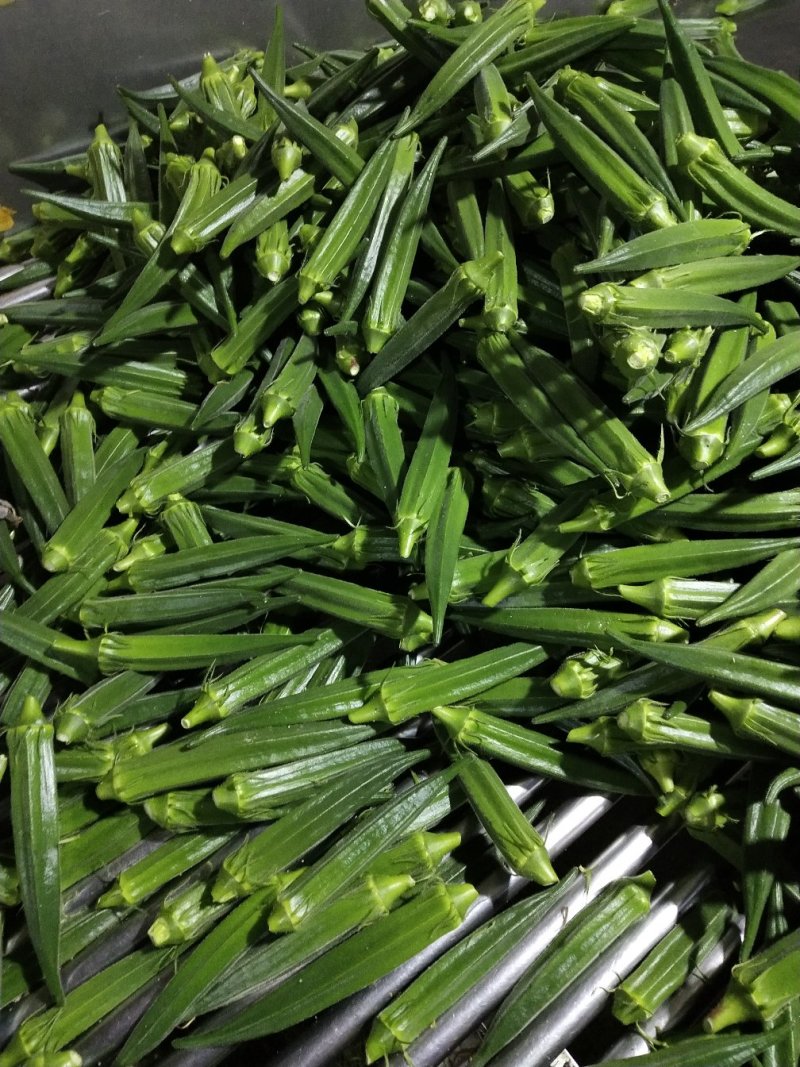 精品秋葵