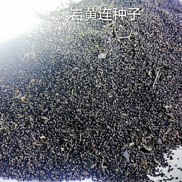 中草药岩黄连种子