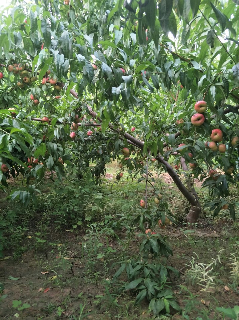 油盘桃个大，色红，味甜，