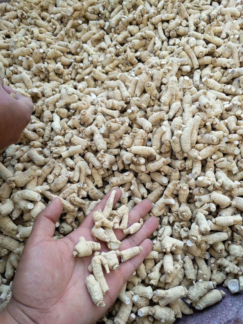【特别推荐】各种规格长白山精品西洋参粒头（短体）