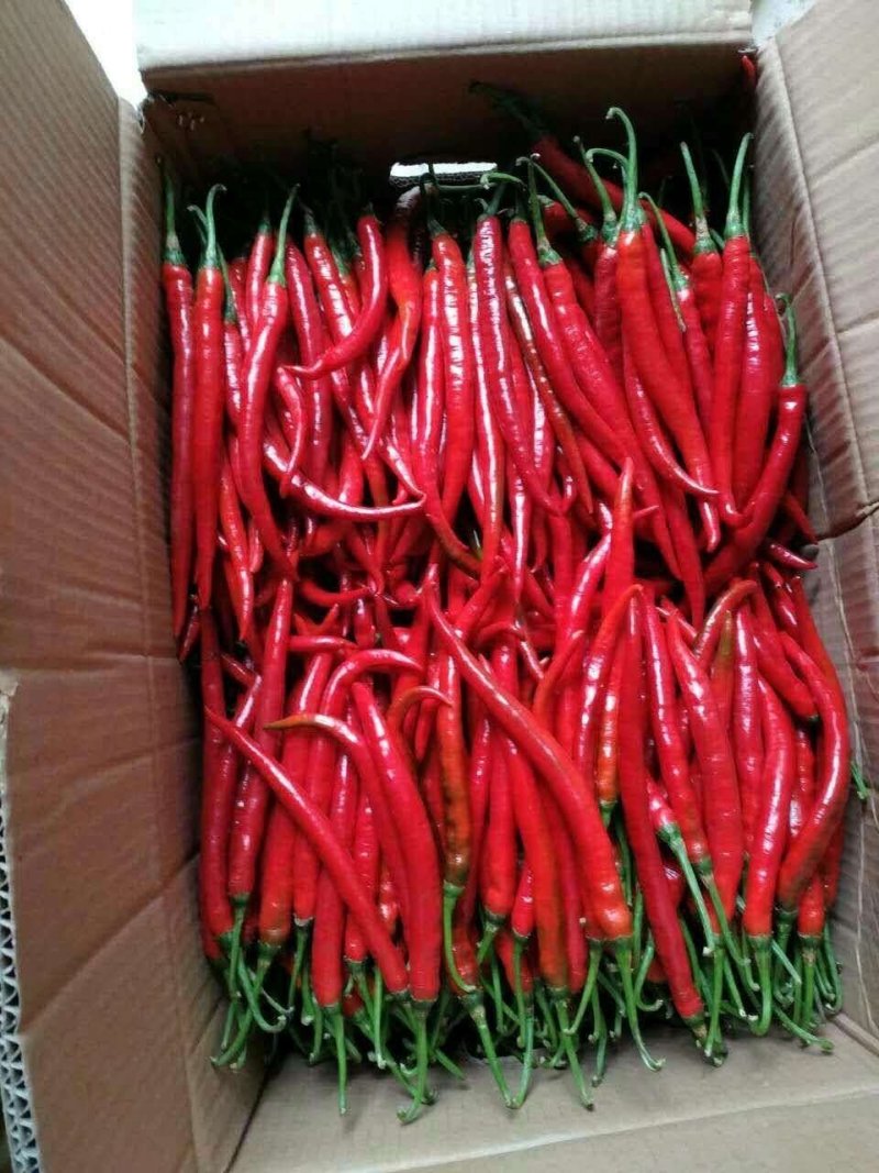 精品高山芜湖椒高山反季节蔬菜大量供应