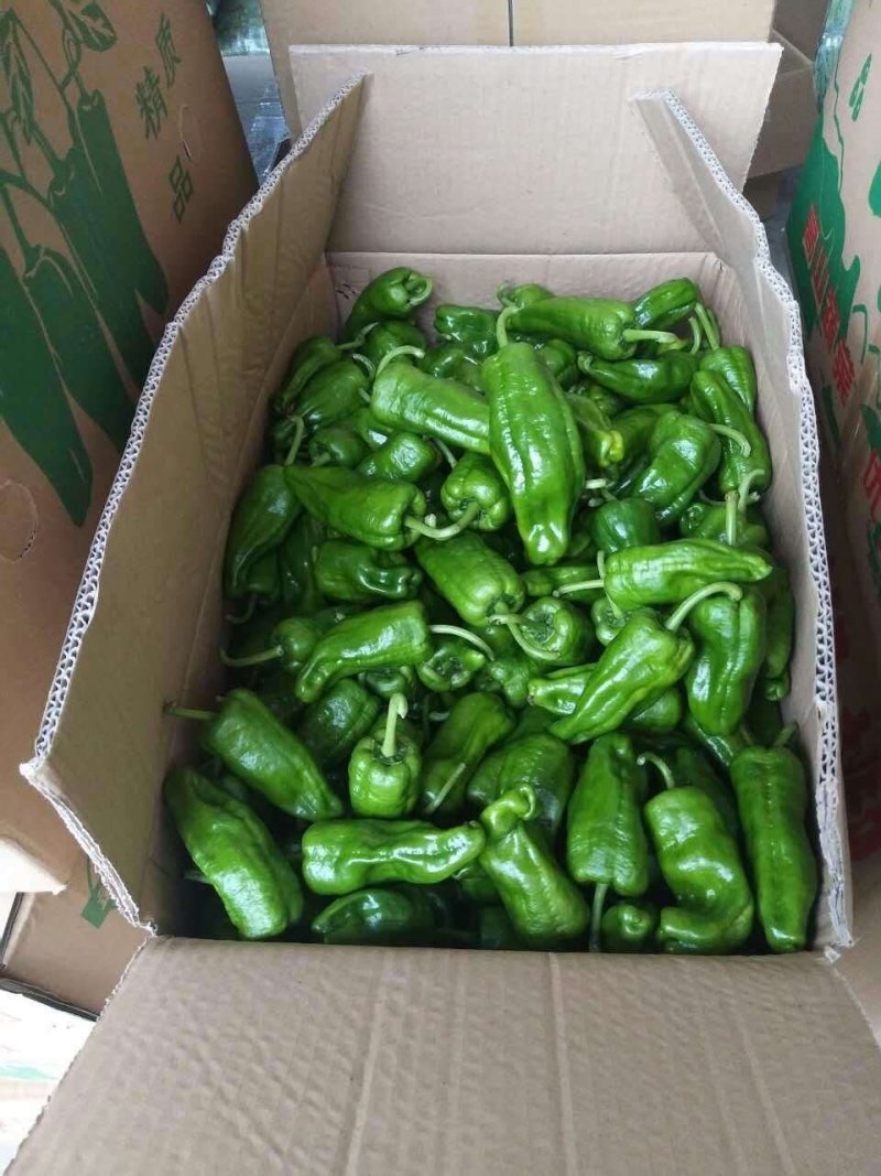 精品高山芜湖椒高山反季节蔬菜大量供应