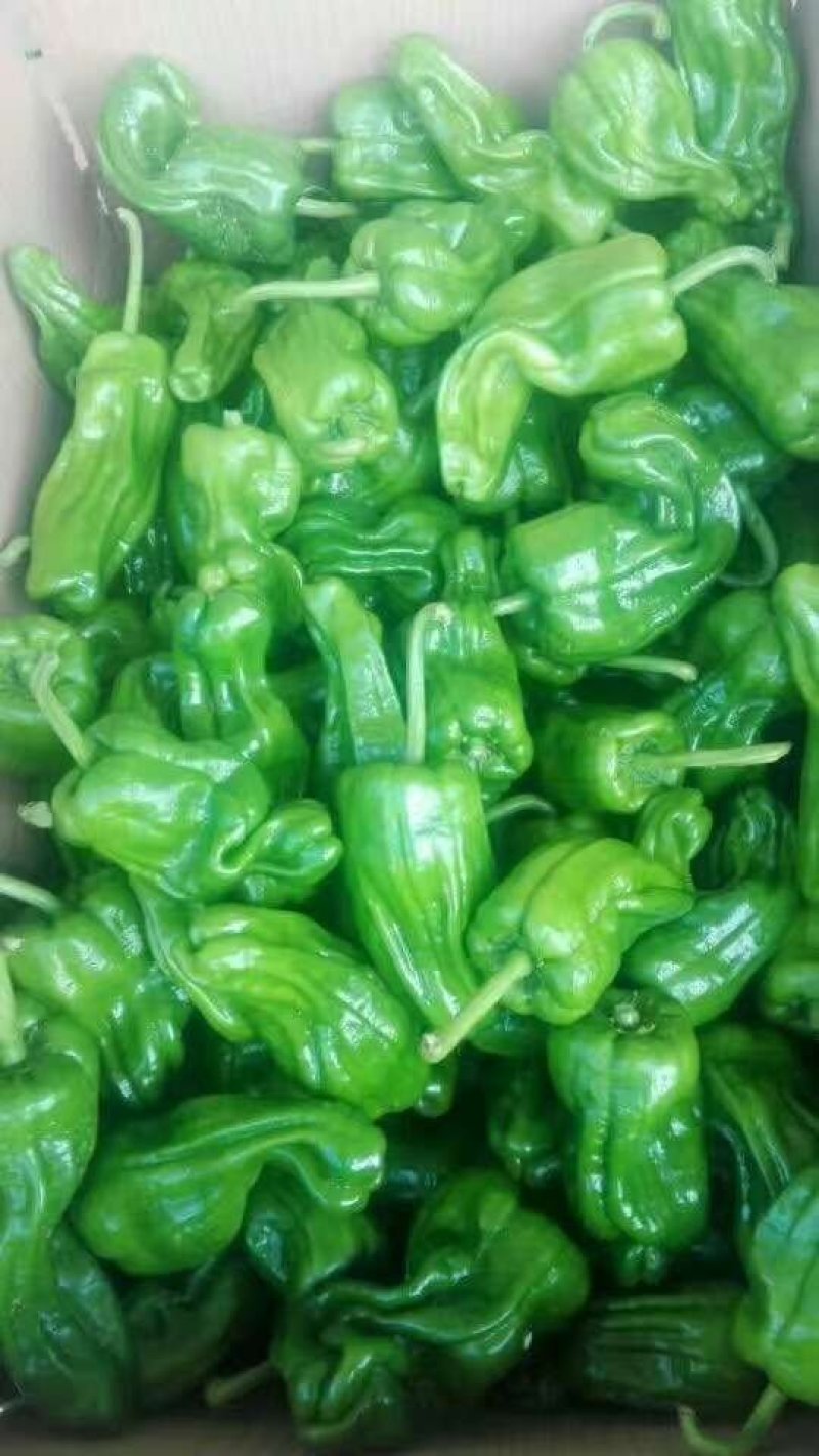 精品高山芜湖椒高山反季节蔬菜大量供应
