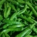 精品高山芜湖椒高山反季节蔬菜大量供应