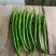 精品高山芜湖椒高山反季节蔬菜大量供应