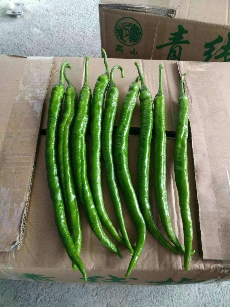 精品高山芜湖椒高山反季节蔬菜大量供应