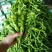 精品高山芜湖椒高山反季节蔬菜大量供应