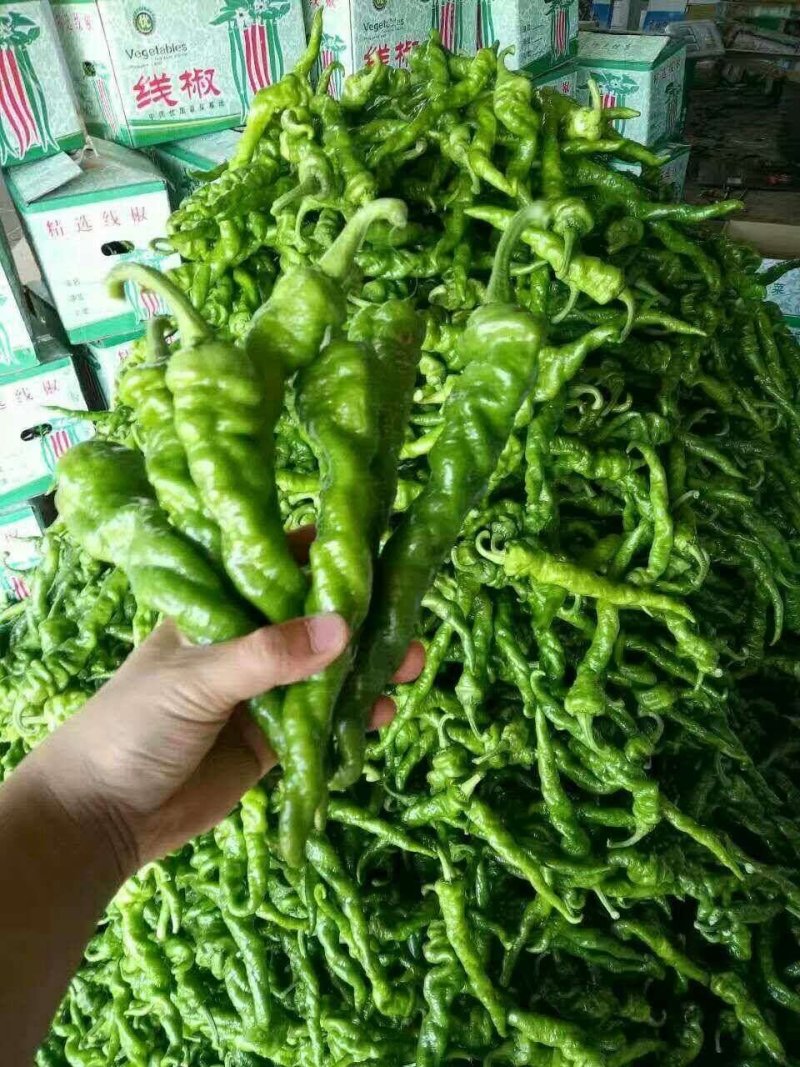 精品高山芜湖椒高山反季节蔬菜大量供应