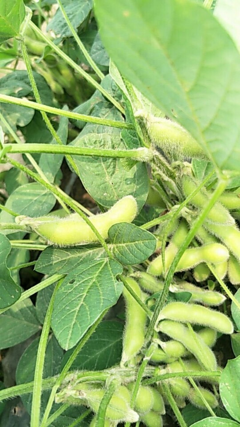 青毛豆