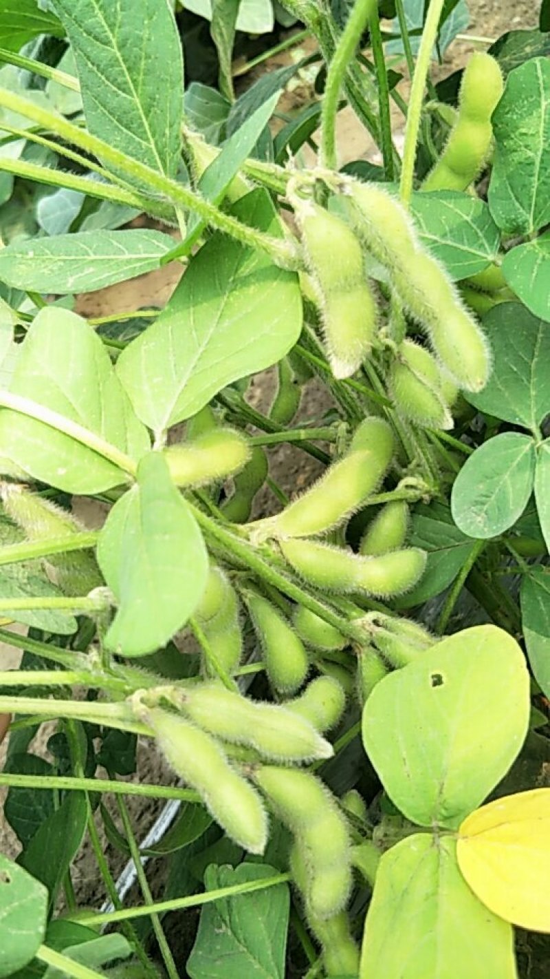 青毛豆