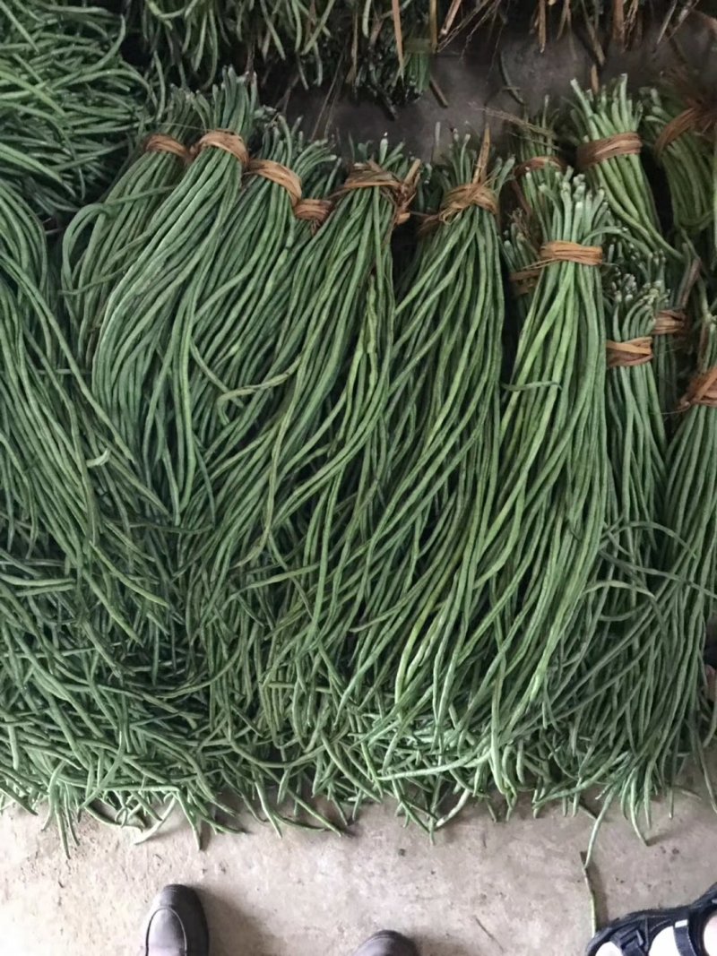 陕西汉中豇豆(现货)条行长颜色正无虫眼量足