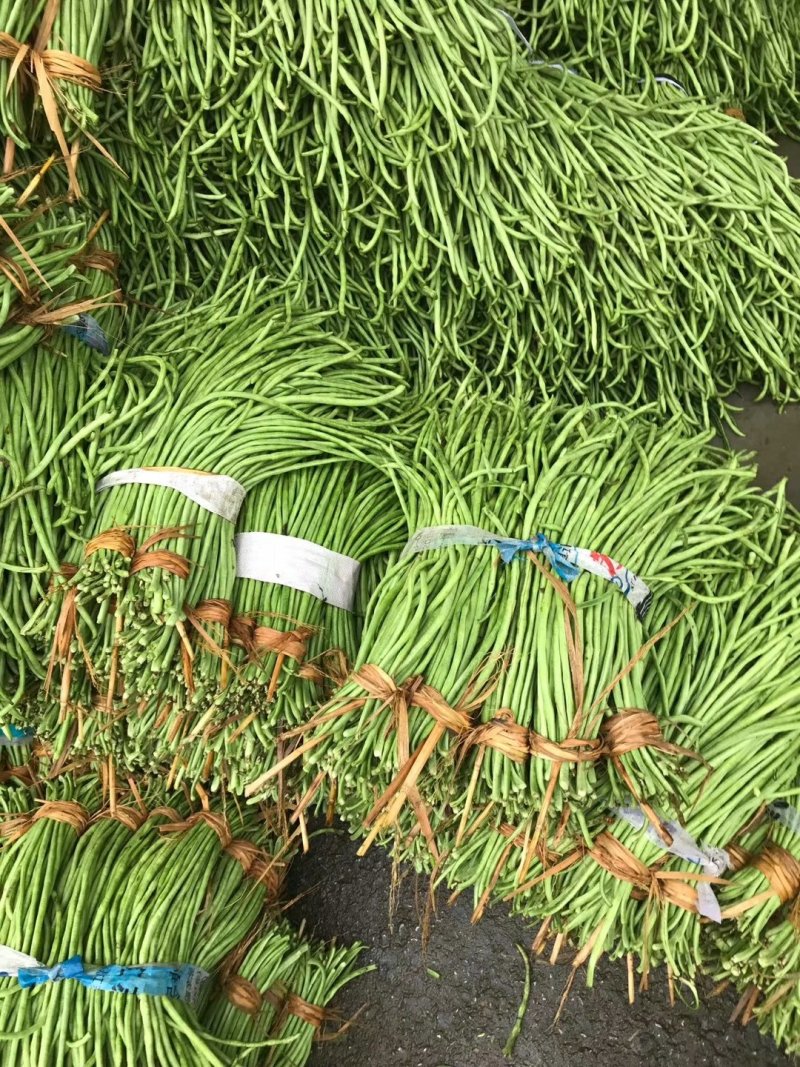 陕西汉中豇豆(现货)条行长颜色正无虫眼量足