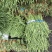 陕西汉中豇豆(现货)条行长颜色正无虫眼量足