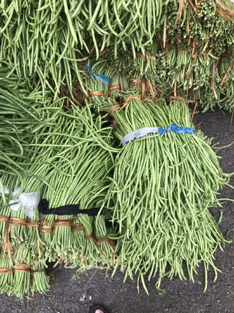 陕西汉中豇豆(现货)条行长颜色正无虫眼量足