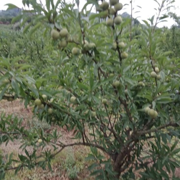 脱骨李