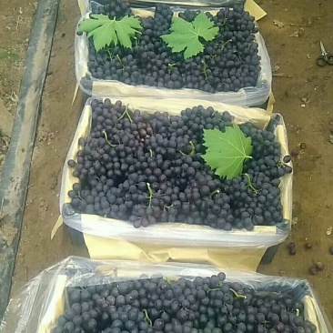 玫瑰香大量上市，质量好，口好甜，需要的在一亩田联系我