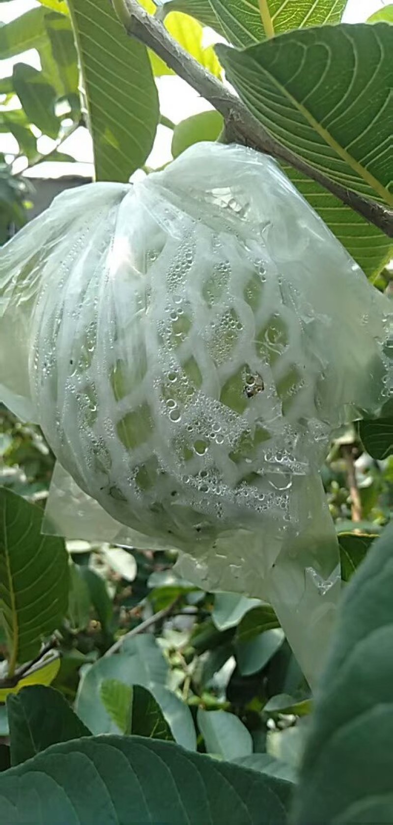 红心芭乐